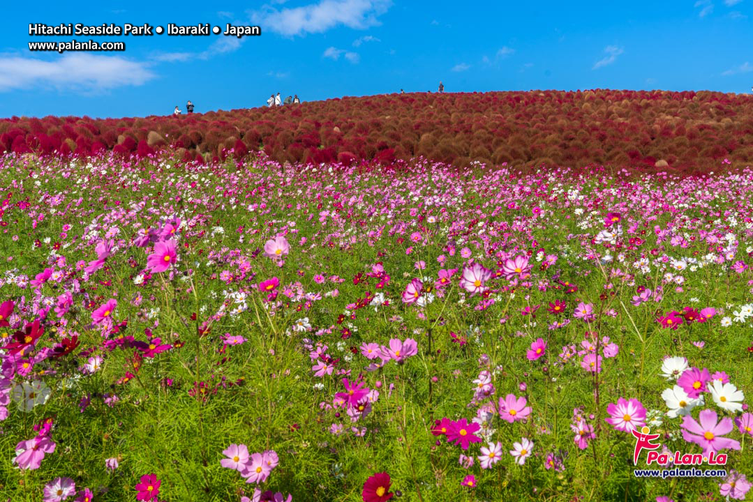 Hitachi Seaside Park